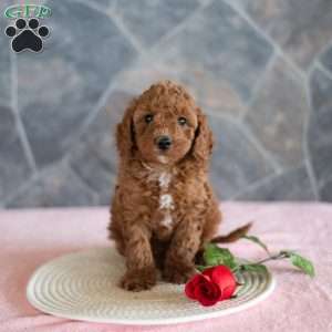 Walter, Miniature Poodle Puppy